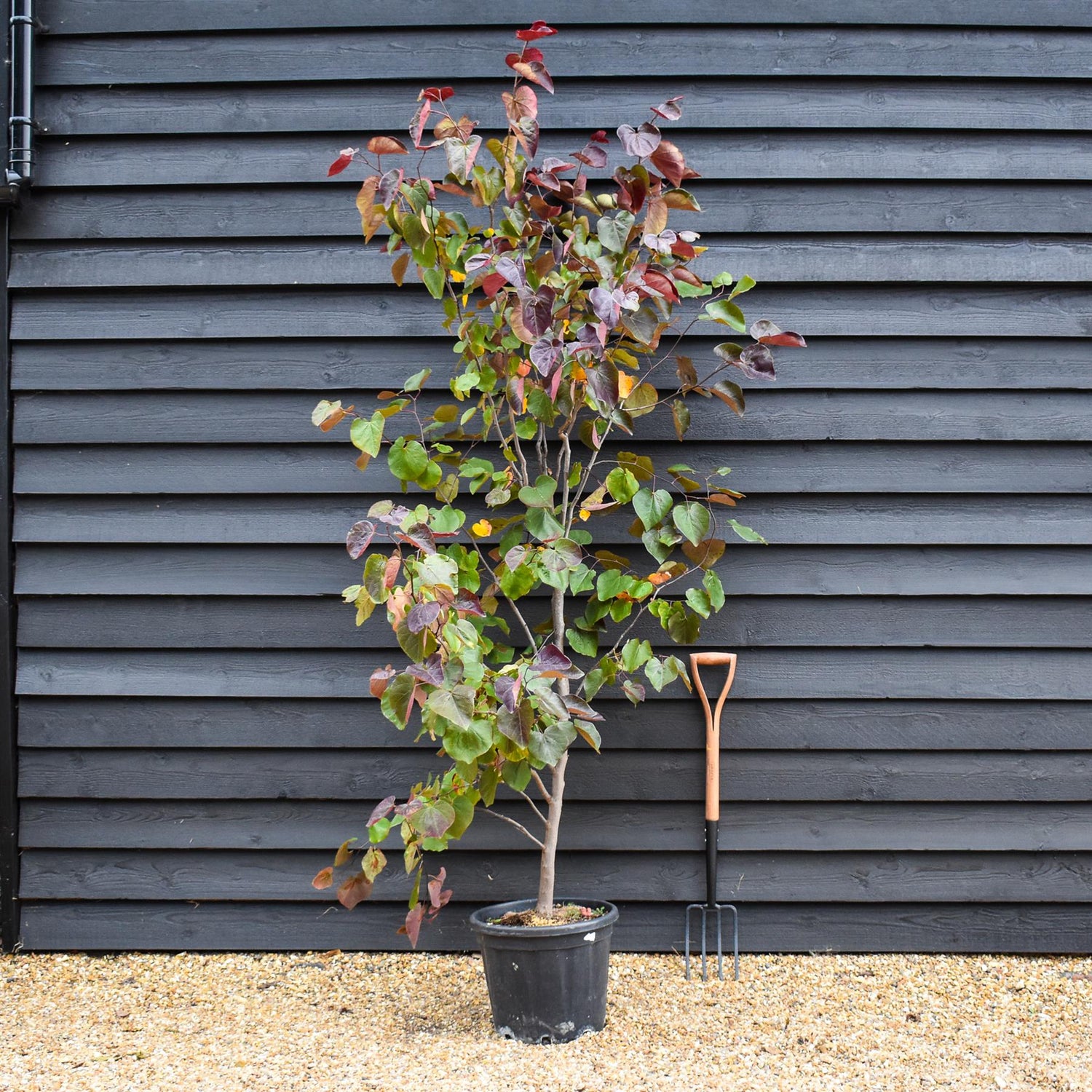 Cercis canadensis | Eastern Redbud - Semi-Mature Feathered - Height 160-180cm - 30lt