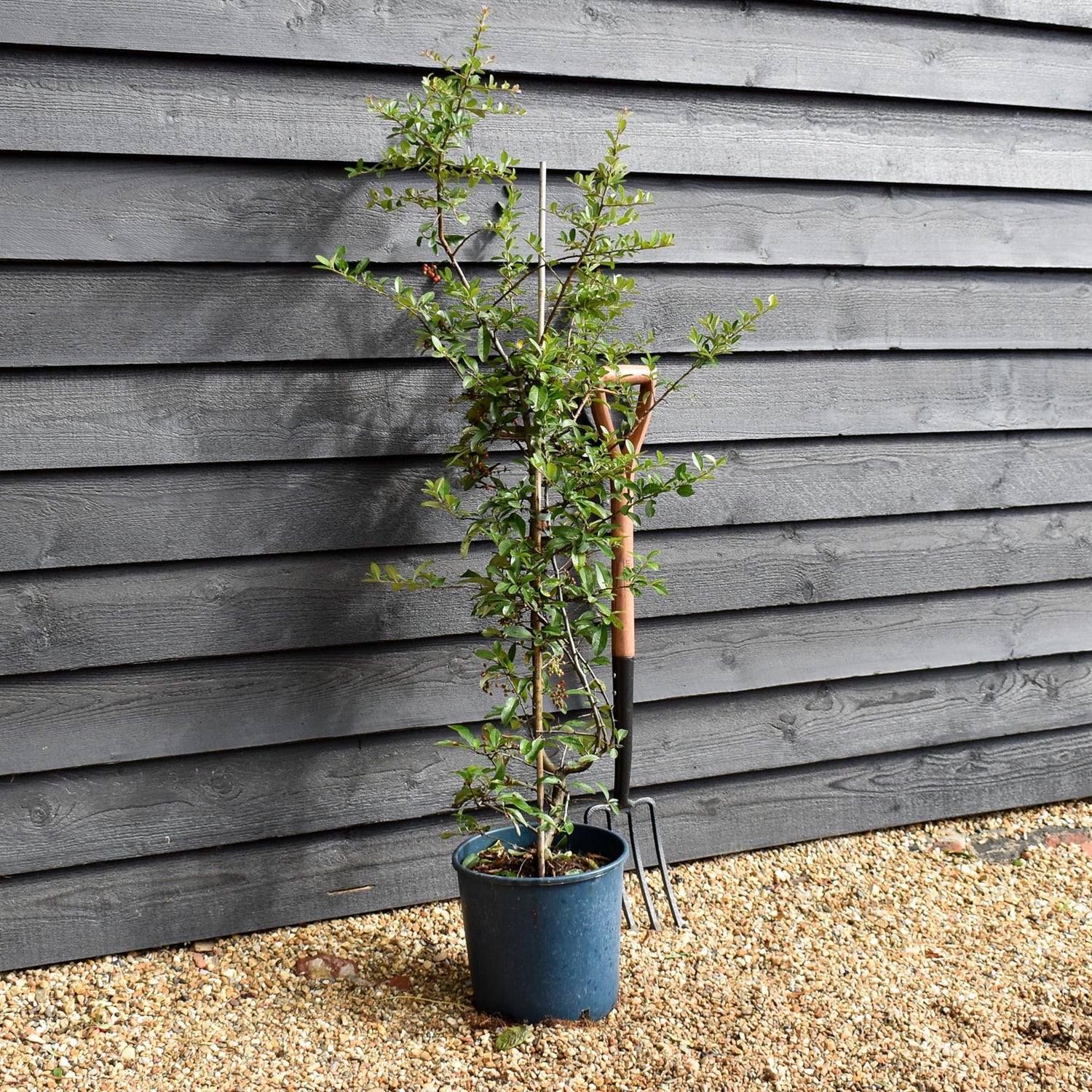Pyracantha - Firethorn -  Shrub - 50-110cm - 12lt