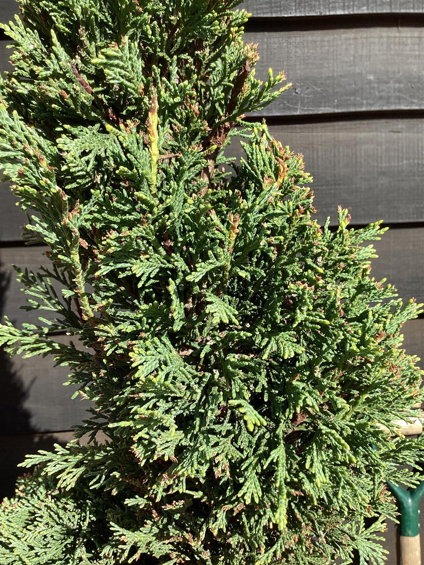 Cupressocyparis leylandii 'Castlewellan Gold' - Spiral - 20lt