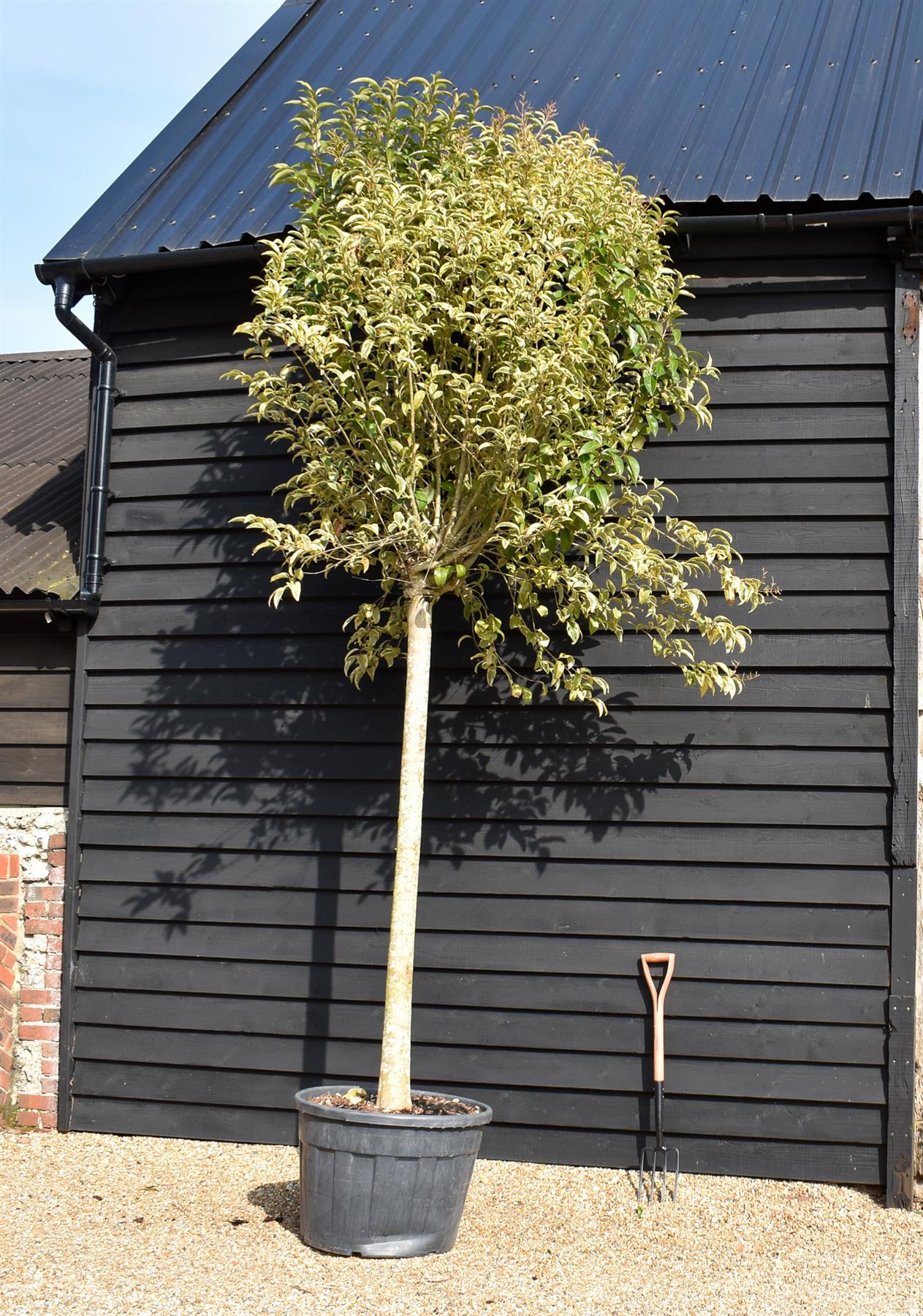 Ligustrum ovalifolium 'Aureum' | Golden Privet Standard, Clear Stem - Girth 20-25cm - 340-360cm, 110-130lt