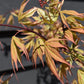 Acer palmatum 'Osakazuki' | Japanese Maple - Bushy - 120-160cm - 18lt