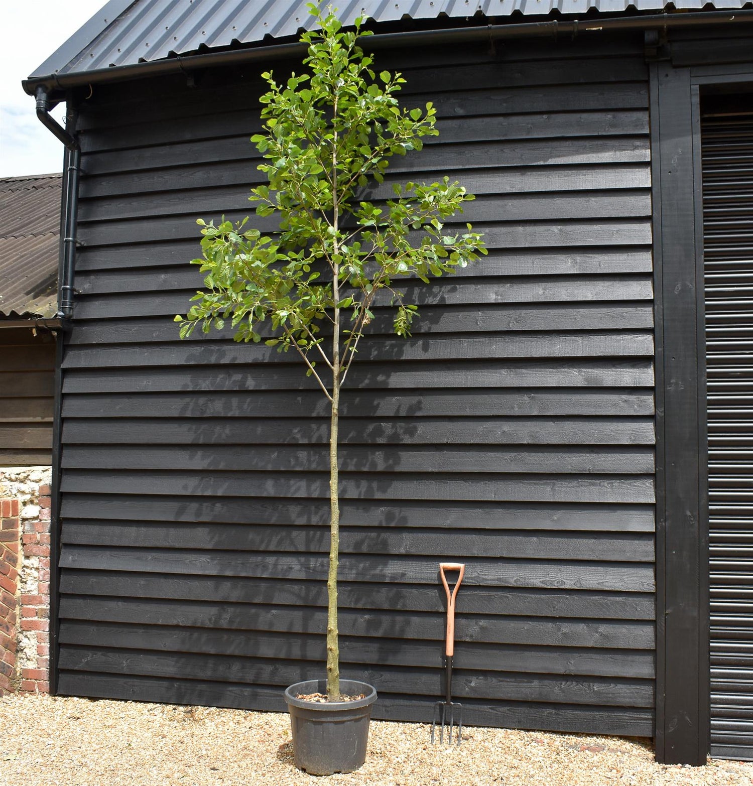 Alder tree | Alnus Glutinosa - Height 300-400cm -  Girth 14-16 - 30-50lt