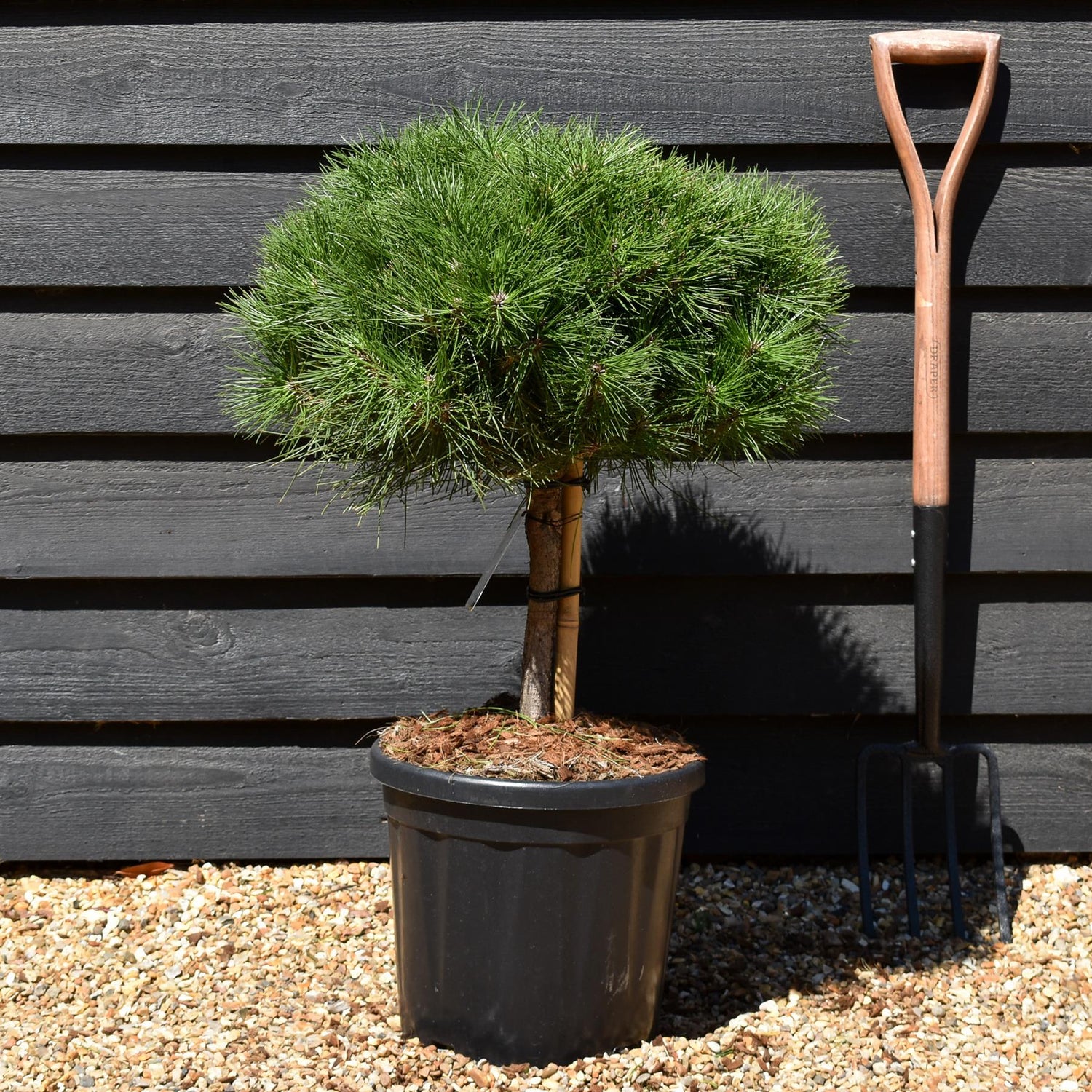 Pinus Nigra 'Brepo' | Dwarf Austrian Pine - Height 40cm-50cm - Width 40cm-50cm - 15lt