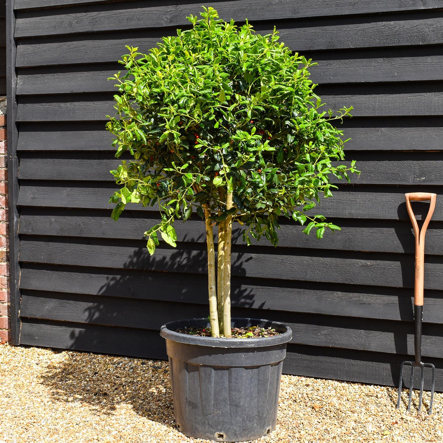 Ilex 'Nellie Stevens' - MultiStem Ball - Clear Stems 40-60cm - Height 120-150cm - 70lt