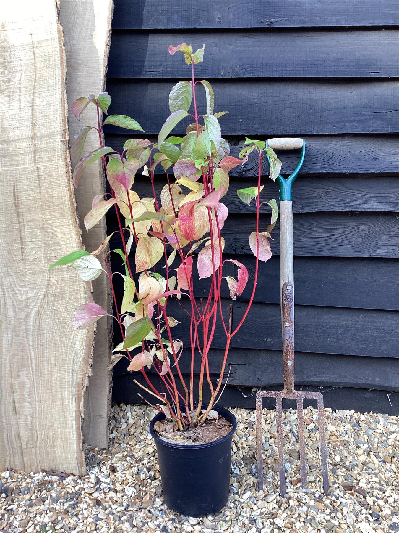 Cornus alba 'Sibirica' | Siberian Dogwood - 40-70cm, 5lt