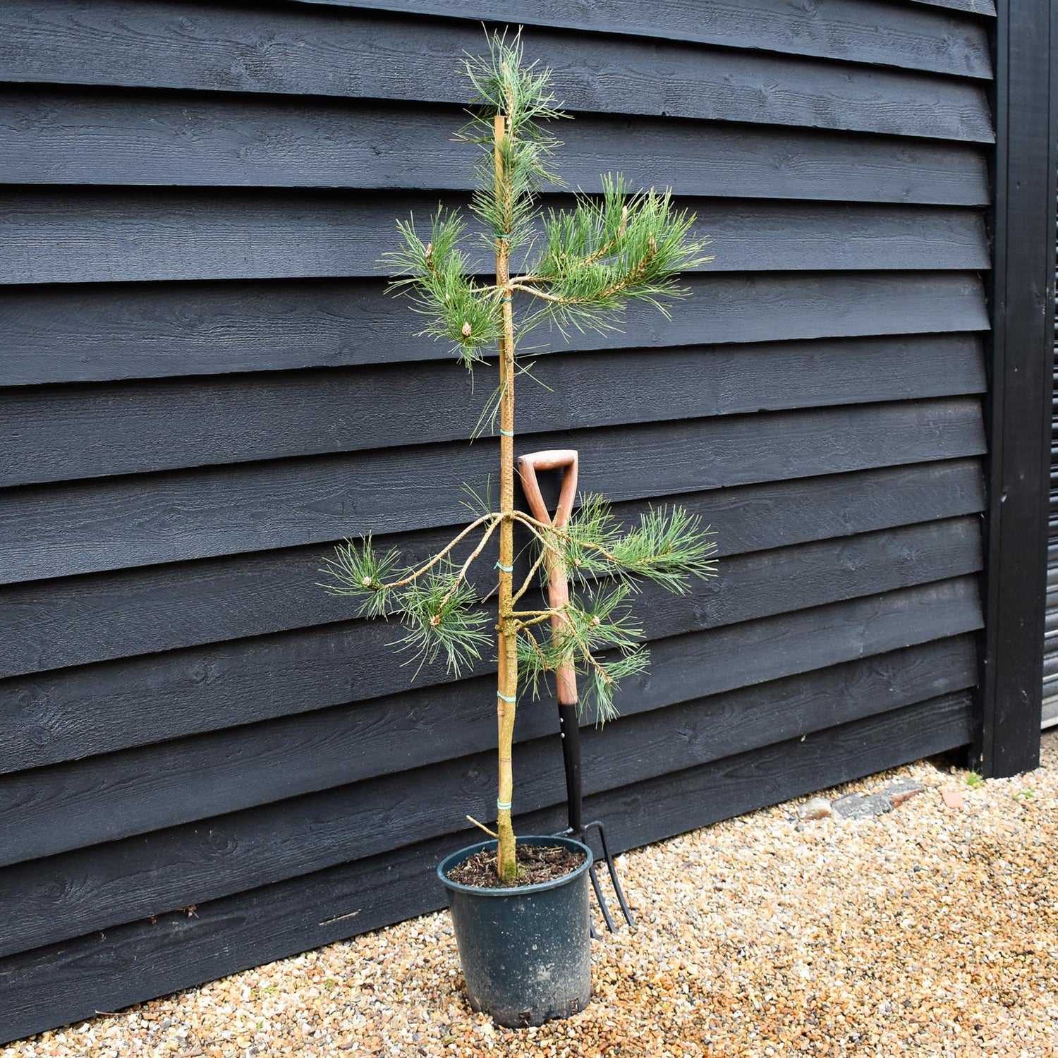 Pinus tabuliformis - Chinese Red Pine - Height 100-125cm - 12lt