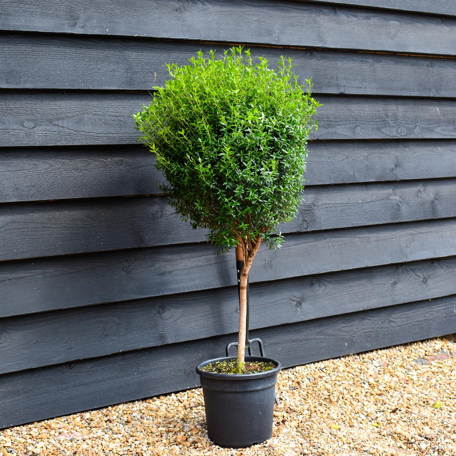 Tarentine myrtle | Myrtus microphylla - Stem 30cm - Height 90cm - 7lt