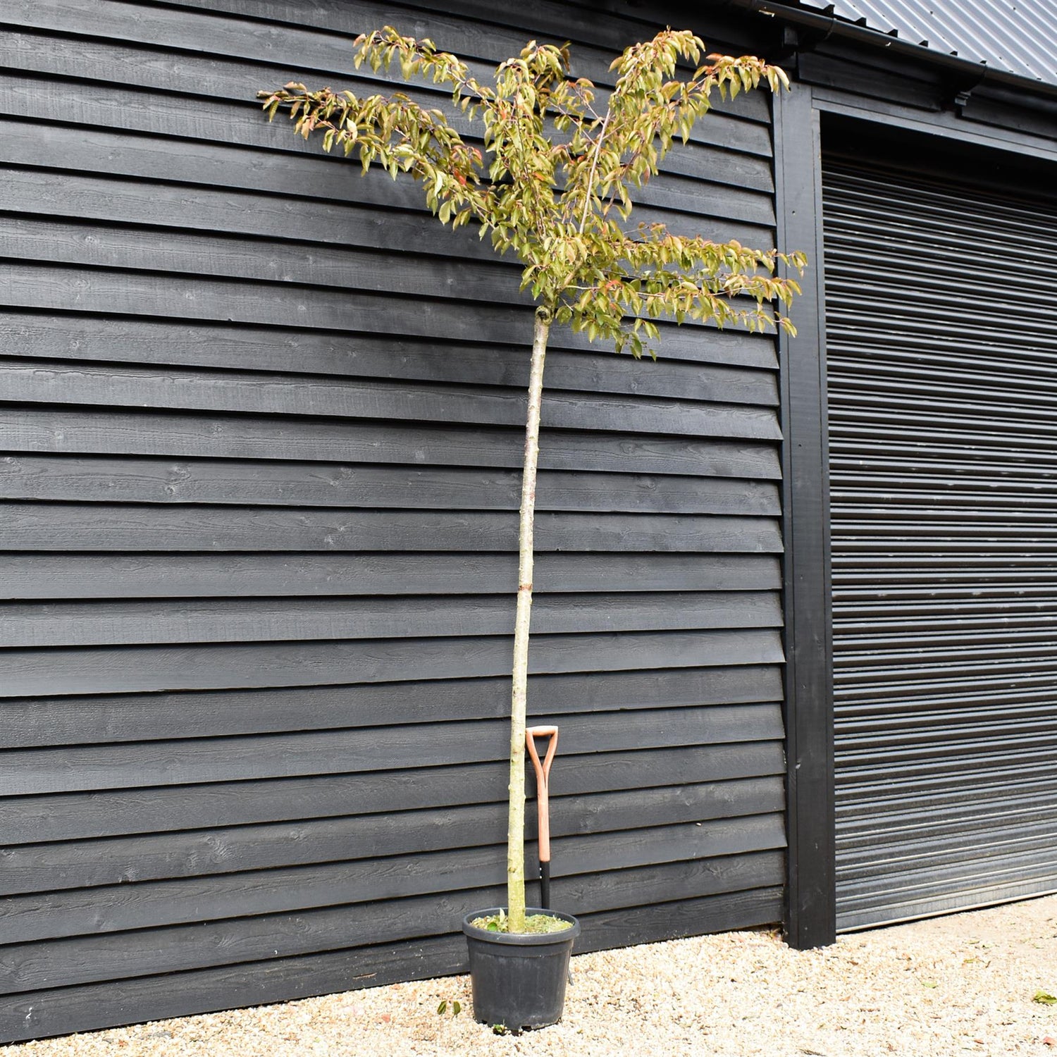 Great White Cherry | Prunus serrulata 'Taihaku' - Clear Stem - Height 200-250cm - Girth 6-8cm - 45lt