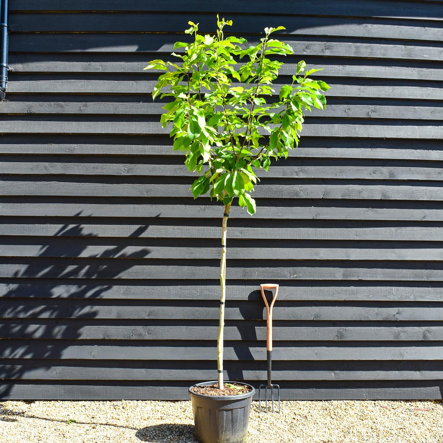 Magnolia 'Flamingo' - Clear stem 120cm - Height 270cm - Girth 8cm - 35lt