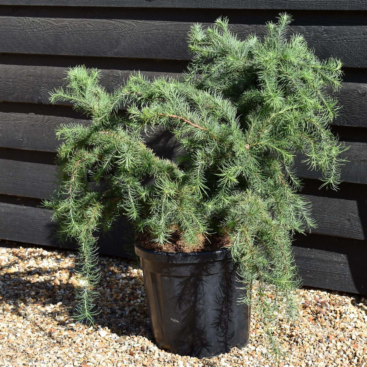 Larix decidua 'Little Bogle' | European larch -  Height 50-60cm - Width 70cm - 18lt