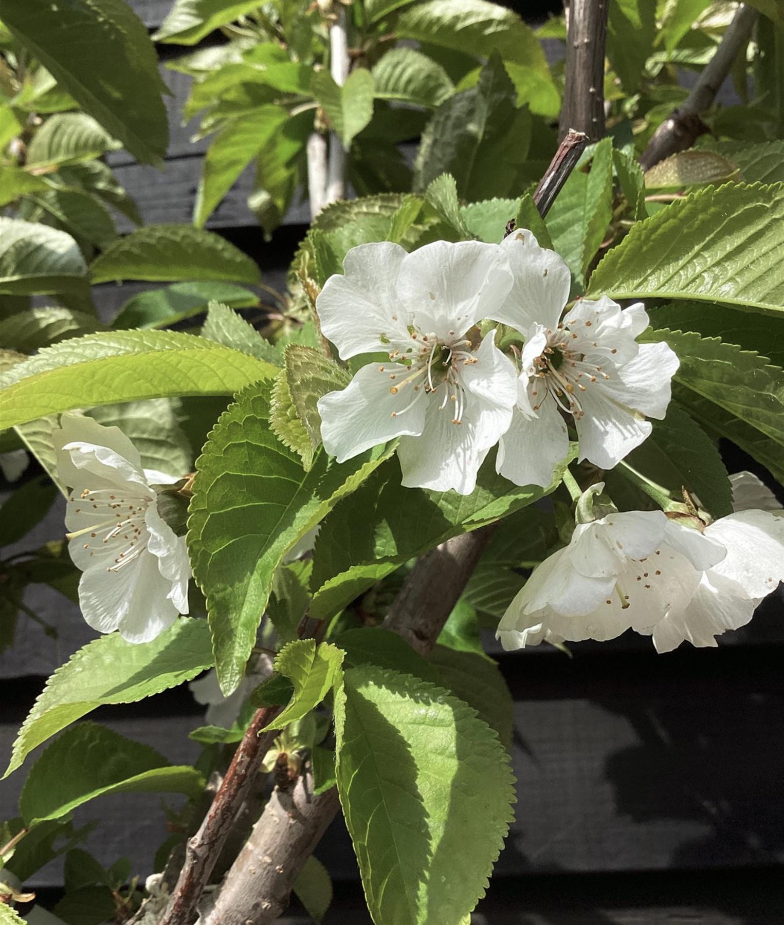 Orendel Tree Cherry tree 'Burlat' | Prunus avium 'Bigarreau Burlat' - Height 150-16 ...