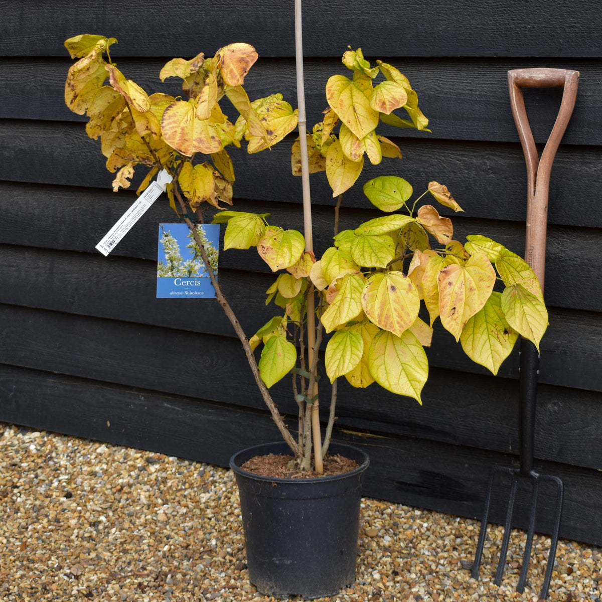 Cercis chinensis Shirobana- Height 90-140cm - Multistem - 12lt