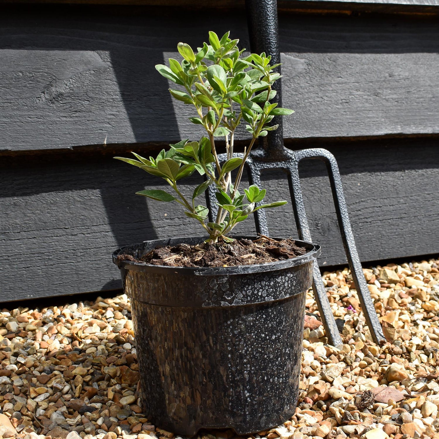 Vitex 'Chicagoland Blues' - Height 20-30cm - Bushy - 2lt