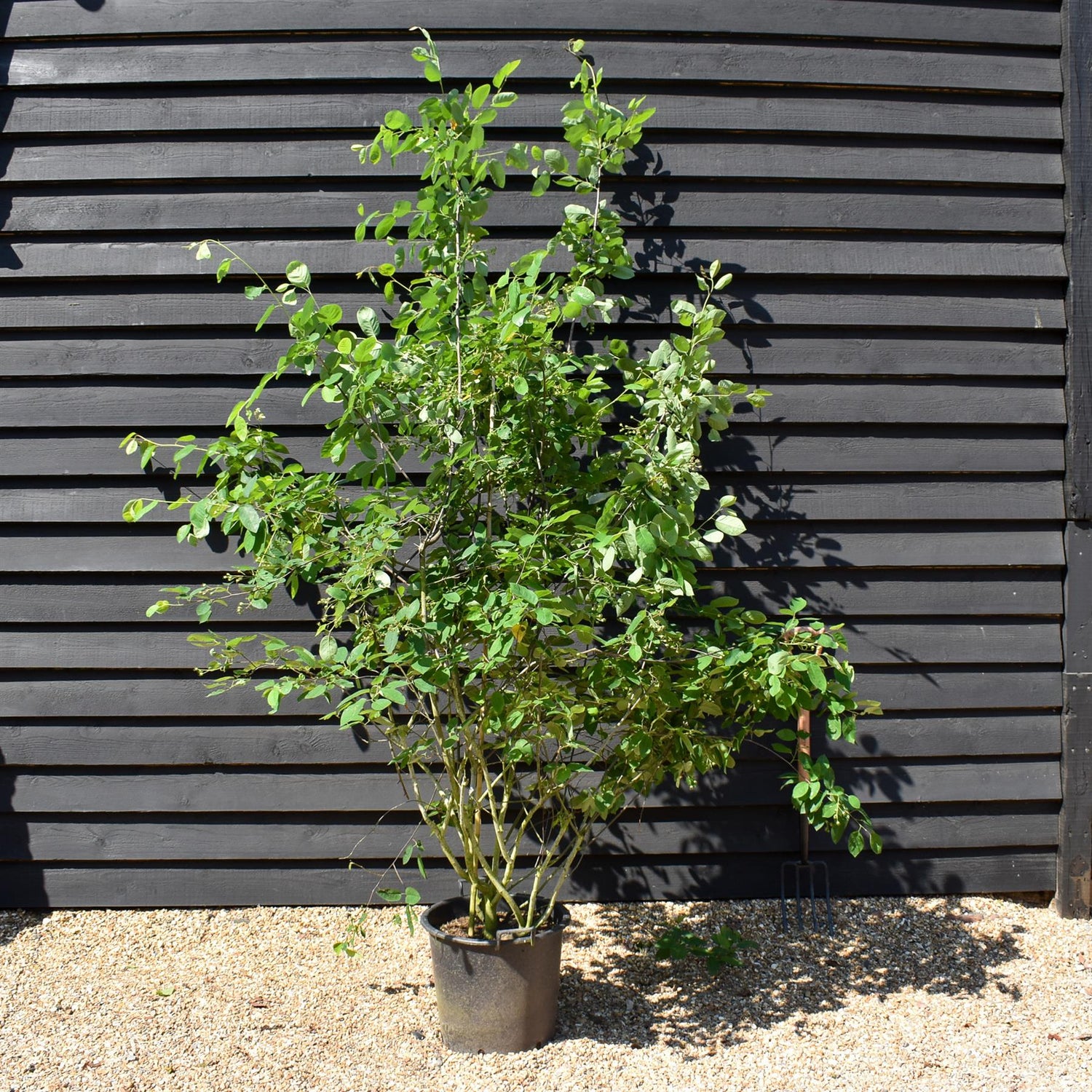 Amelanchier Canadensis | Serviceberry Tree - Multistem - 200-250cm - 50lt