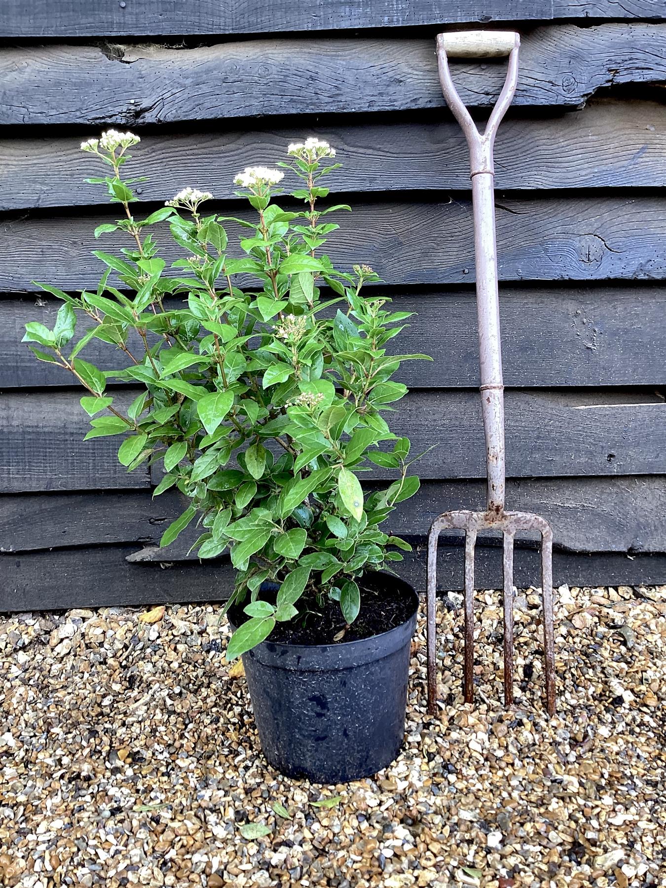 Viburnum tinus Eve Price - 40-50cm, 10lt