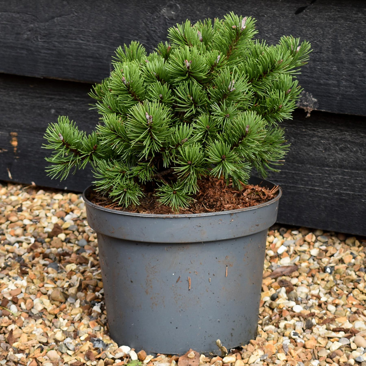Pinus mugo Klostergrun | dwarf mountain pine 'Klosterkötter' -  Height 18-20cm - Width 20-25cm - 5lt