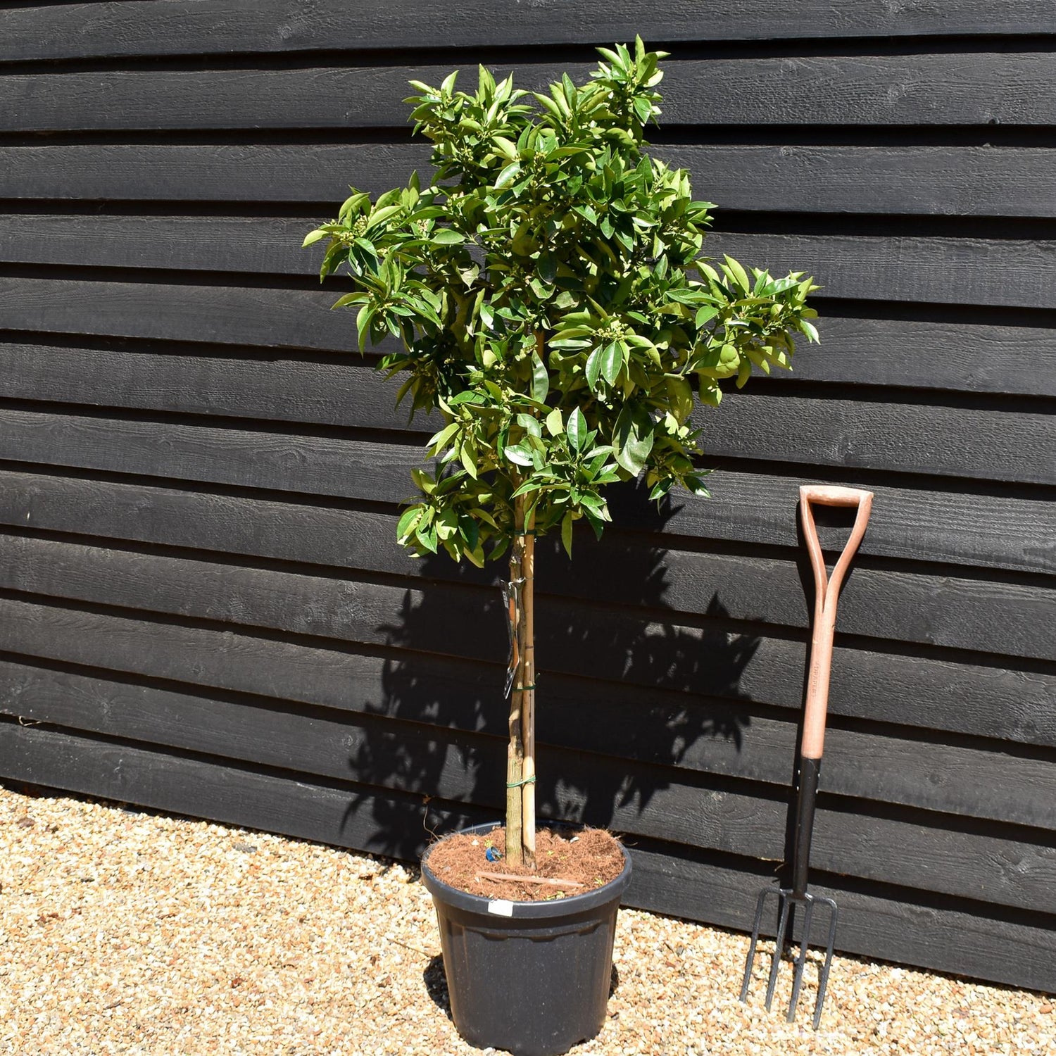 Sweet Orange Tree |  Citrus sinensis 'Naranjo' - Tree - Clear Stem 30-60cm - Height 110-140cm - 25lt