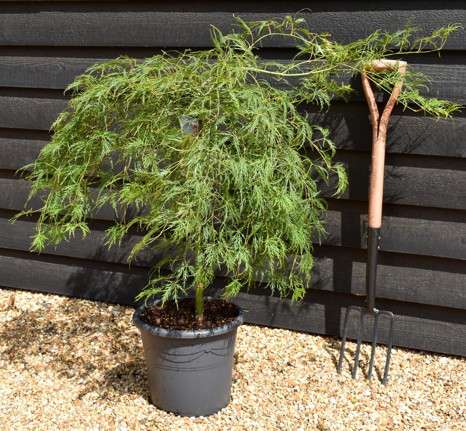 Weeping Japanese maple 'Dissectum' | Acer palmatum 'Dissectum' -  Clear Stem 50cm - Height 80-90cm - 15lt