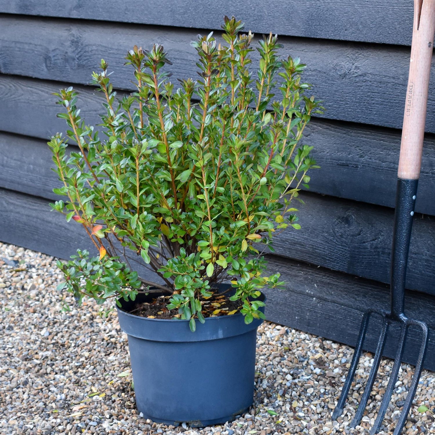 Azalea Japonica Toreador - Red Flower | Rhododendron Toreador- Bushy - Height 50-60cm - 10lt