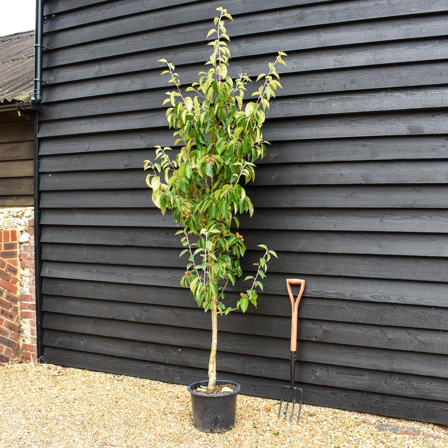 Crab apple | Malus tschonoskii - Height 200-220cm - 20lt