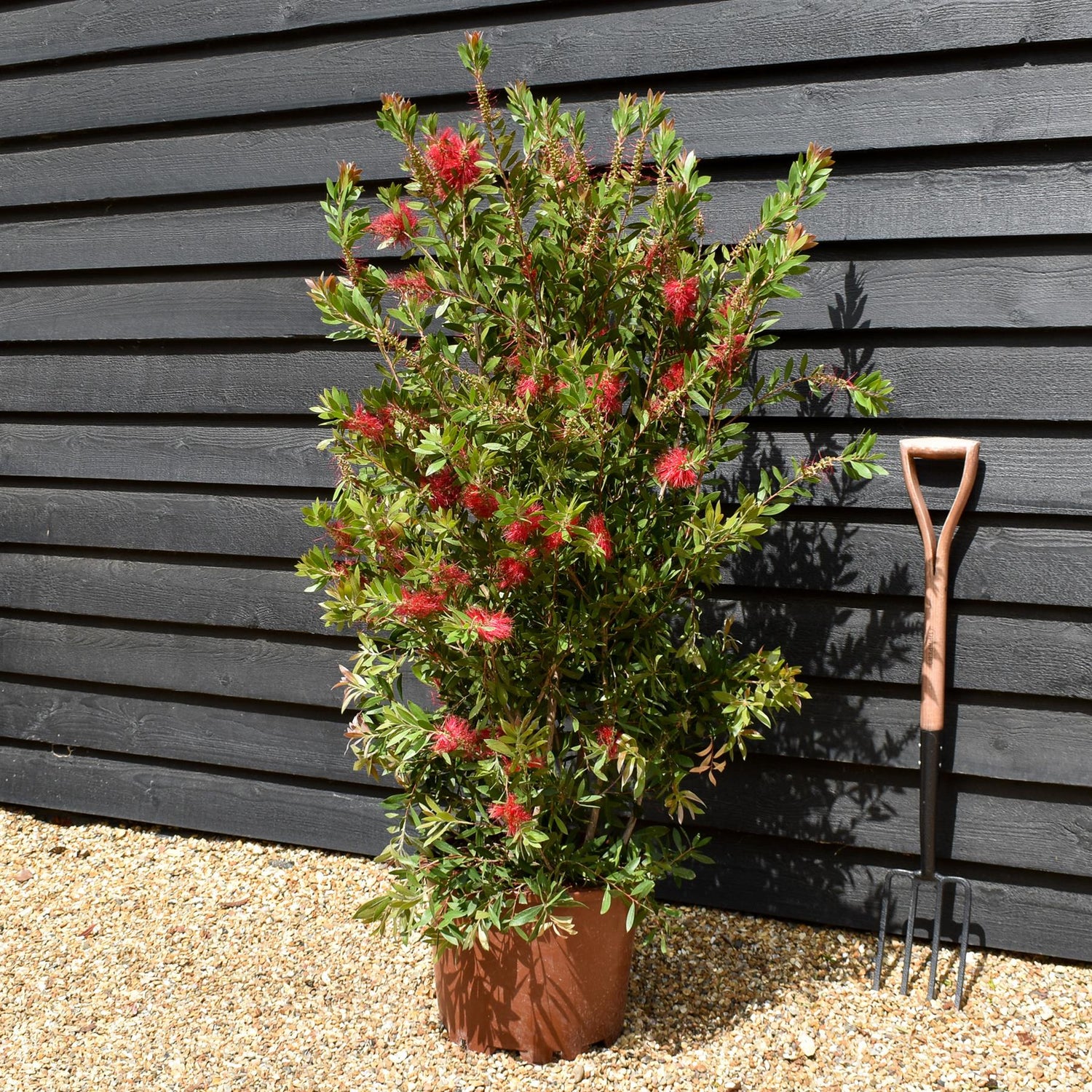 Callistemon Laevis | Bottlebrush - Shrub - Height 130-150cm - 35lt