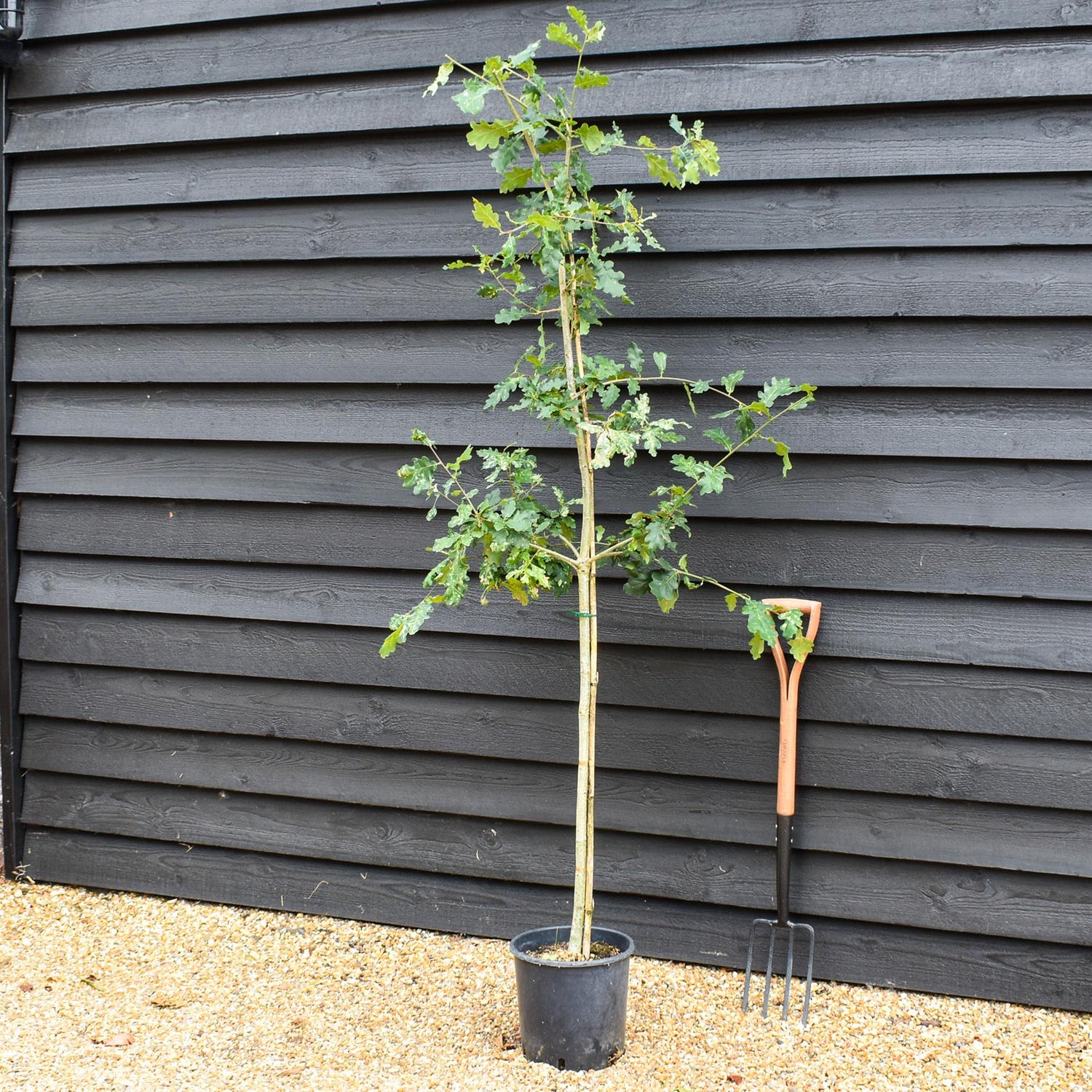 Quercus robur | English Oak - Pot Grown - 3-4 years old - Height 150-200cm  10-12lt