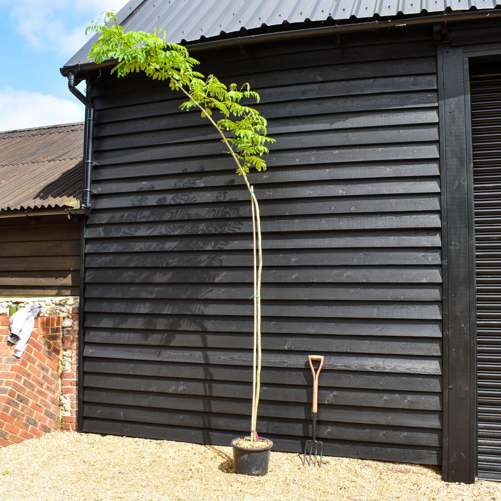 Albizia julibrissin 'Ombrella' | Silk Tree - Clear Stem - Height 250-270cm - Girth 4-6cm - 20lt
