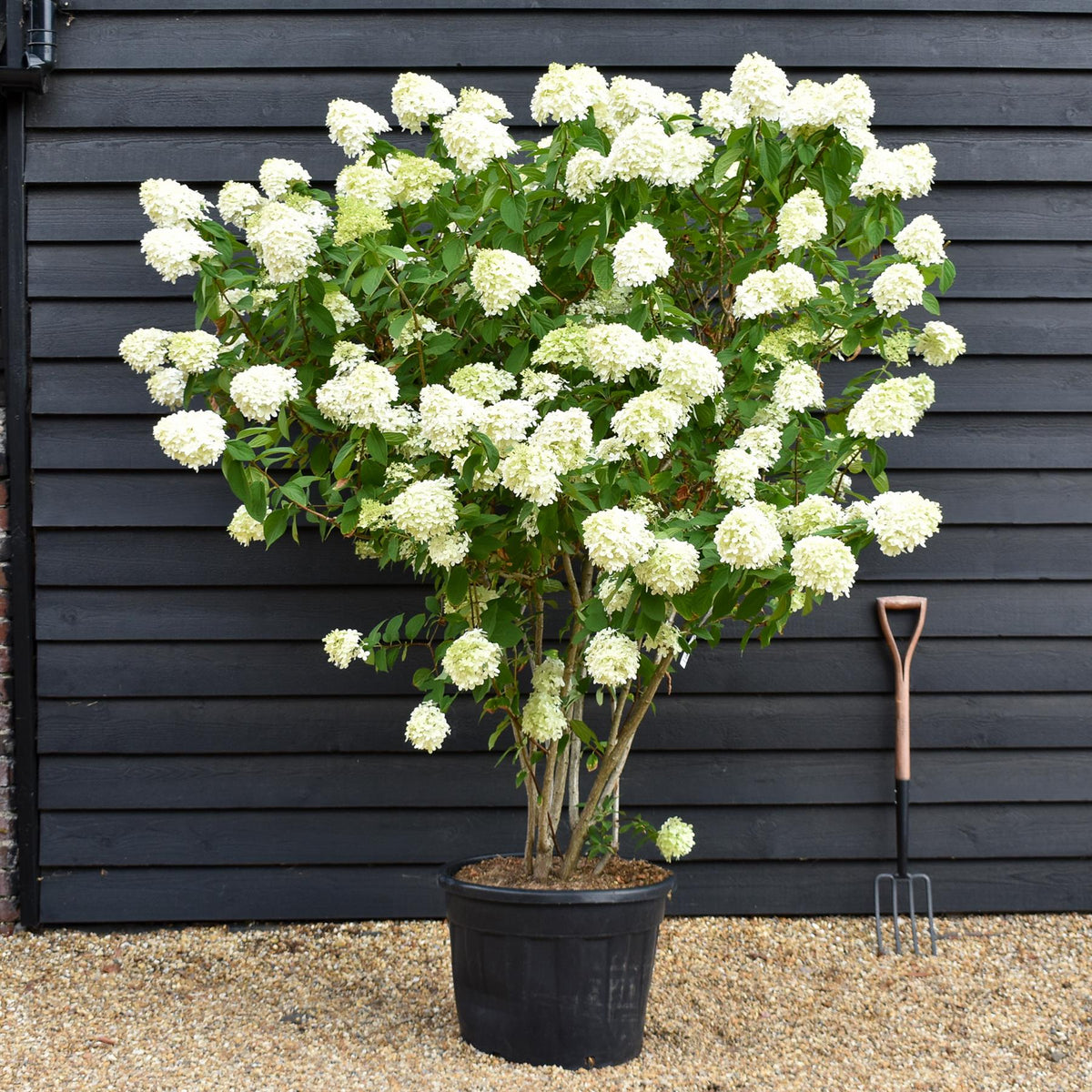 Hydrangea paniculata 'Limelight' - Large Shrub - Height 180-170cm - 70lt