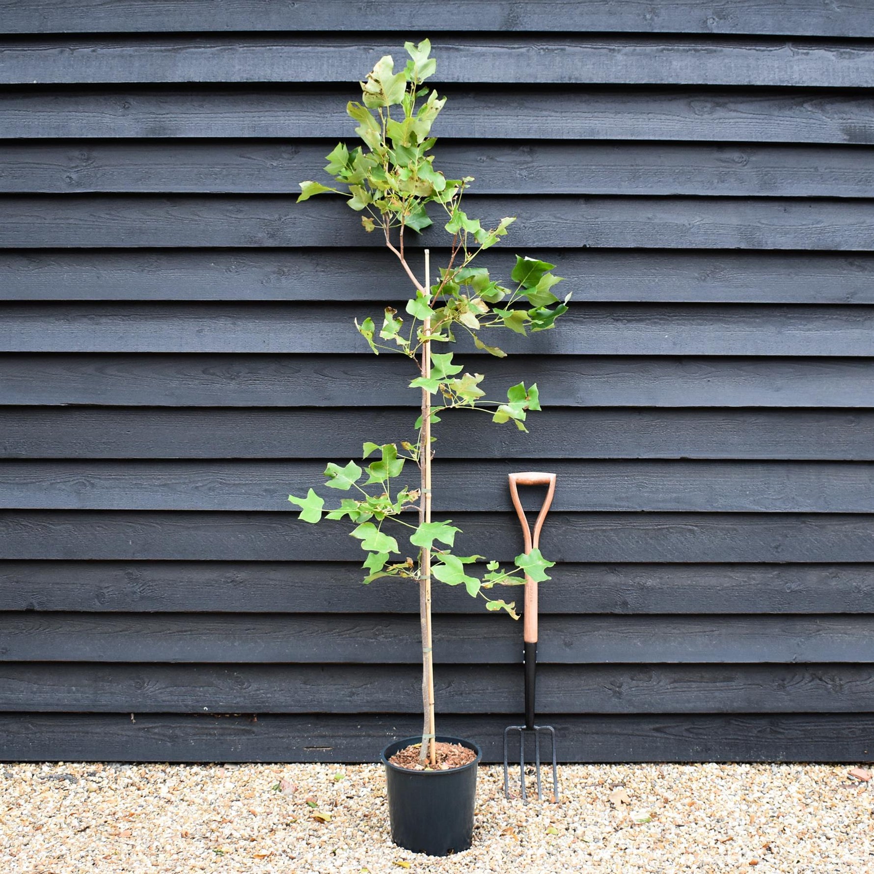 tulip tree bonsai Liriodendron tulipifera | Tulip Tree - Height 180-190cm