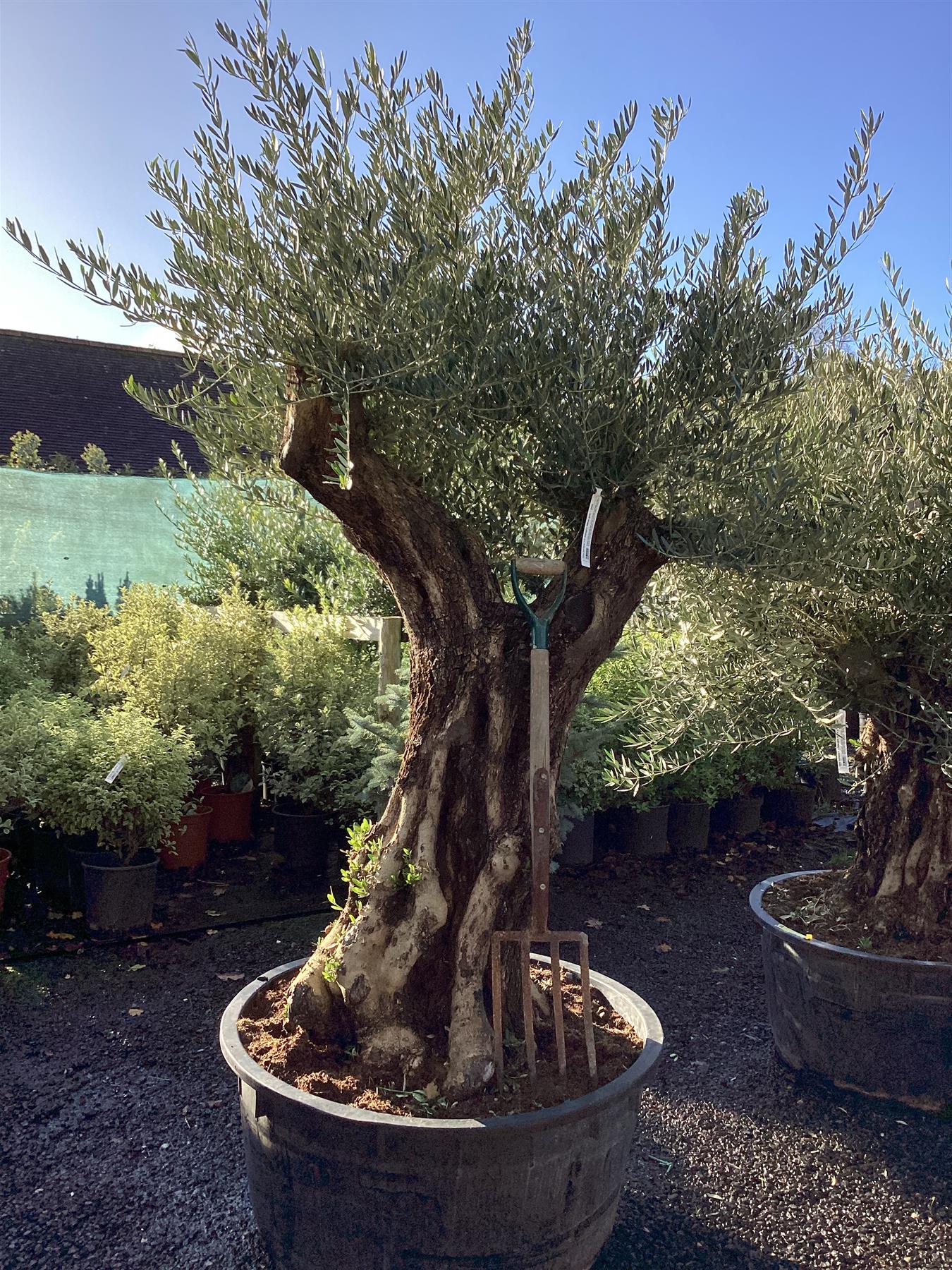 Olive Tree | Olea Europea 1/2 Standard 108cm girth - 205-215cm, 240lt