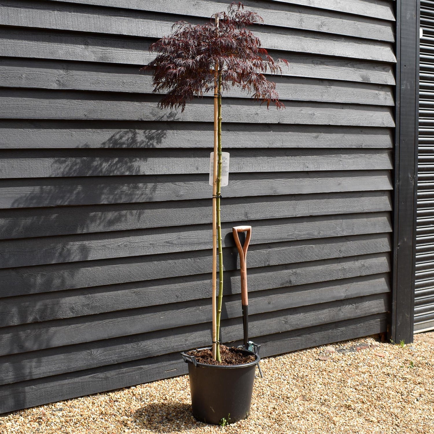 Acer palmatum 'Crimson Queen' | Weeping Japanese Maple - Three Quarter Standard - Clear Stem 160 - Height 180-190cm - 30lt