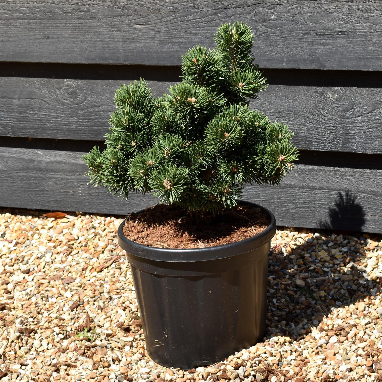 Pinus mugo 'Jakobsen' - Height 30-40cm - Width 30cm-40cm - 8lt