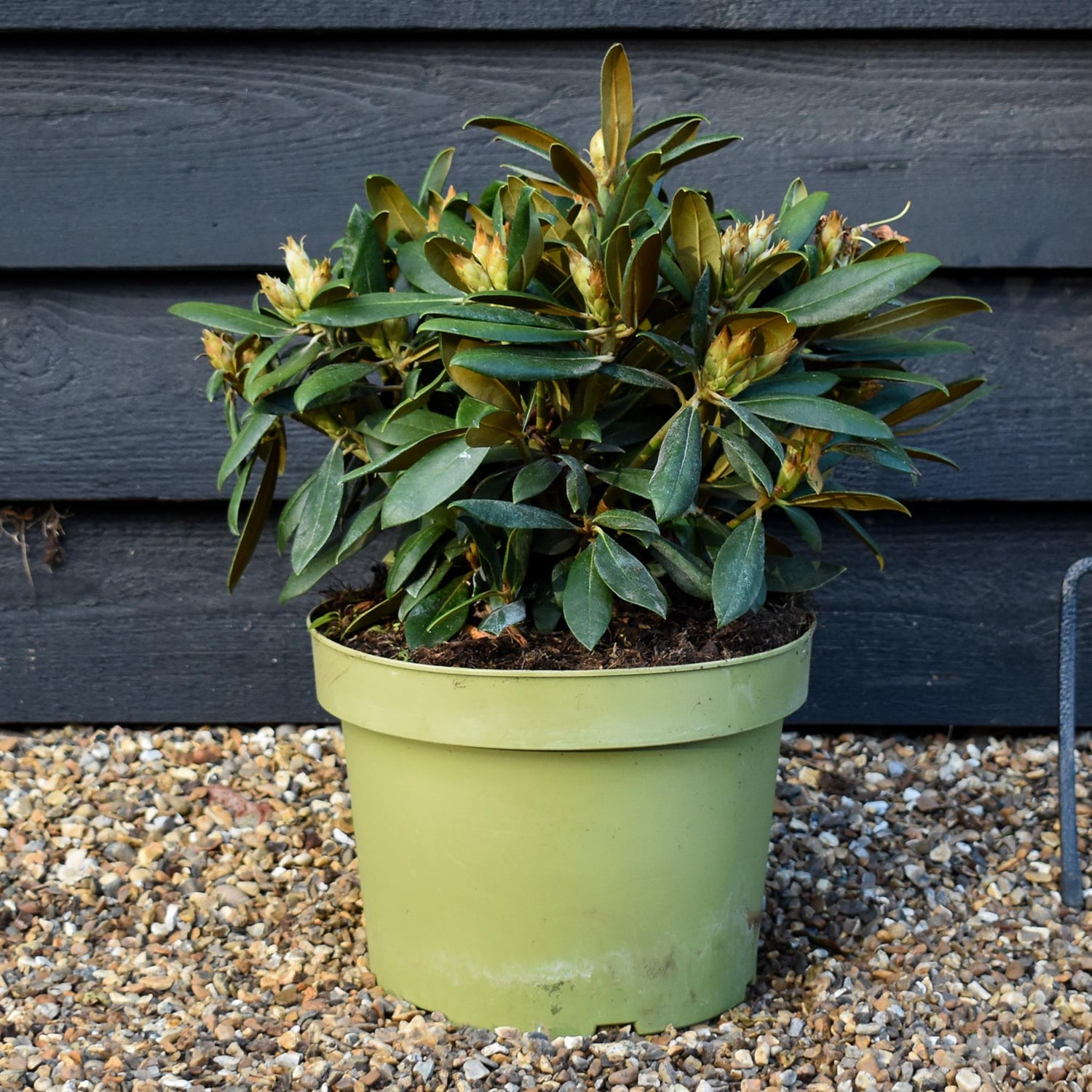 Rhododendron Yakushimanum  'Polaris' - Shrub - Height 20-30cm - 20lt