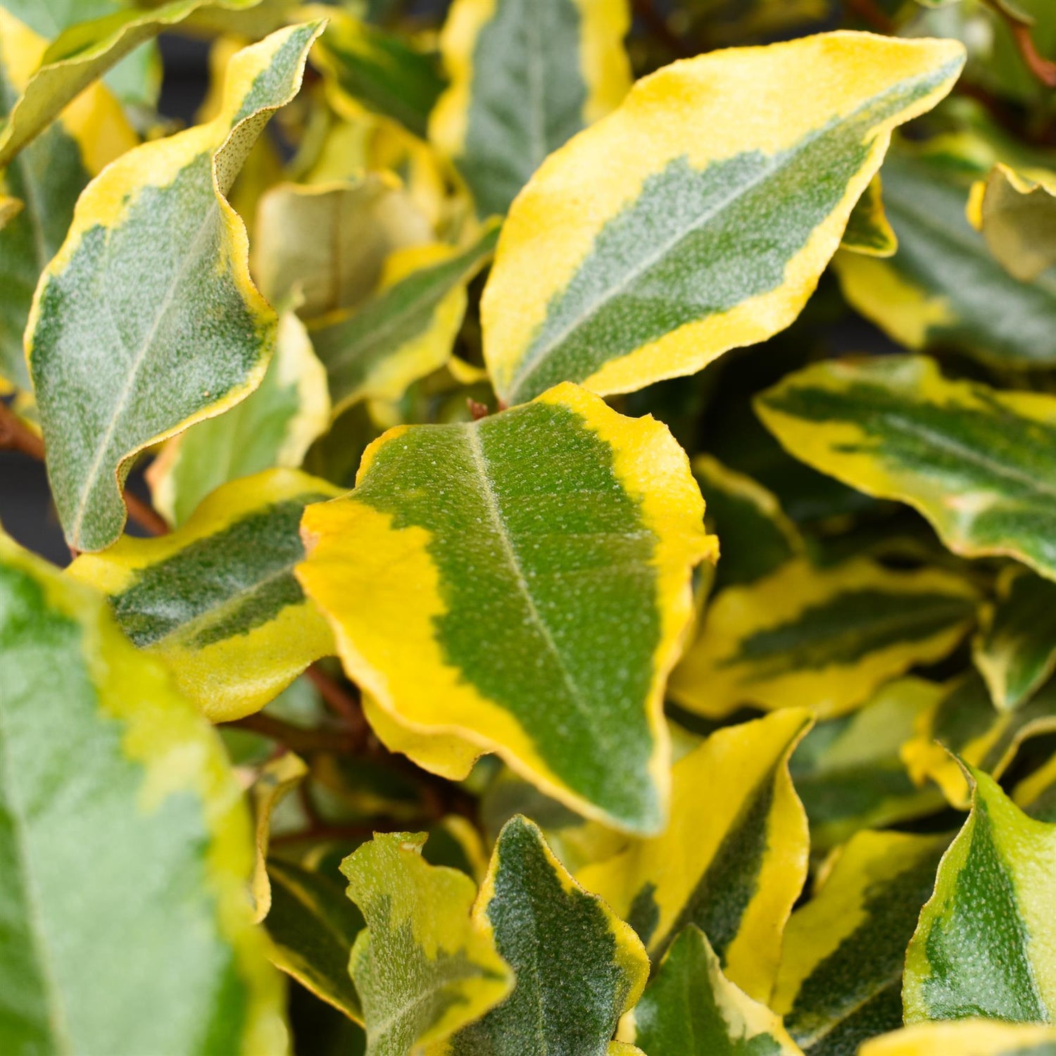 Elaeagnus x submacrophylla 'Viveleg' | Oleaster 'Viveleg' - 10lt