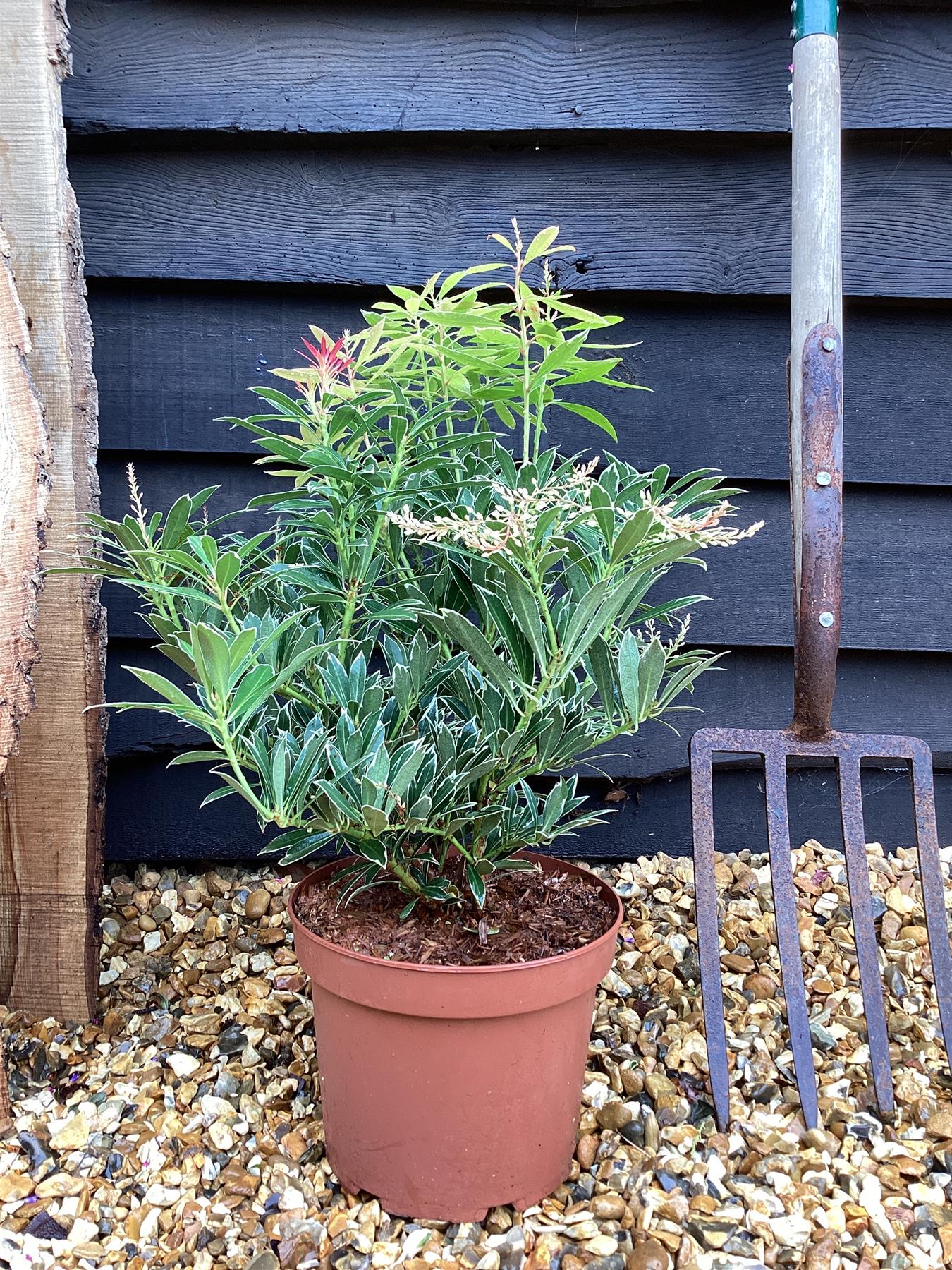 Pieris 'Flaming Silver' - 55-60cm, 5lt