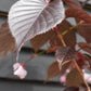 Cherry | Prunus  Royal Burgundy - 150-180cm - 12lt