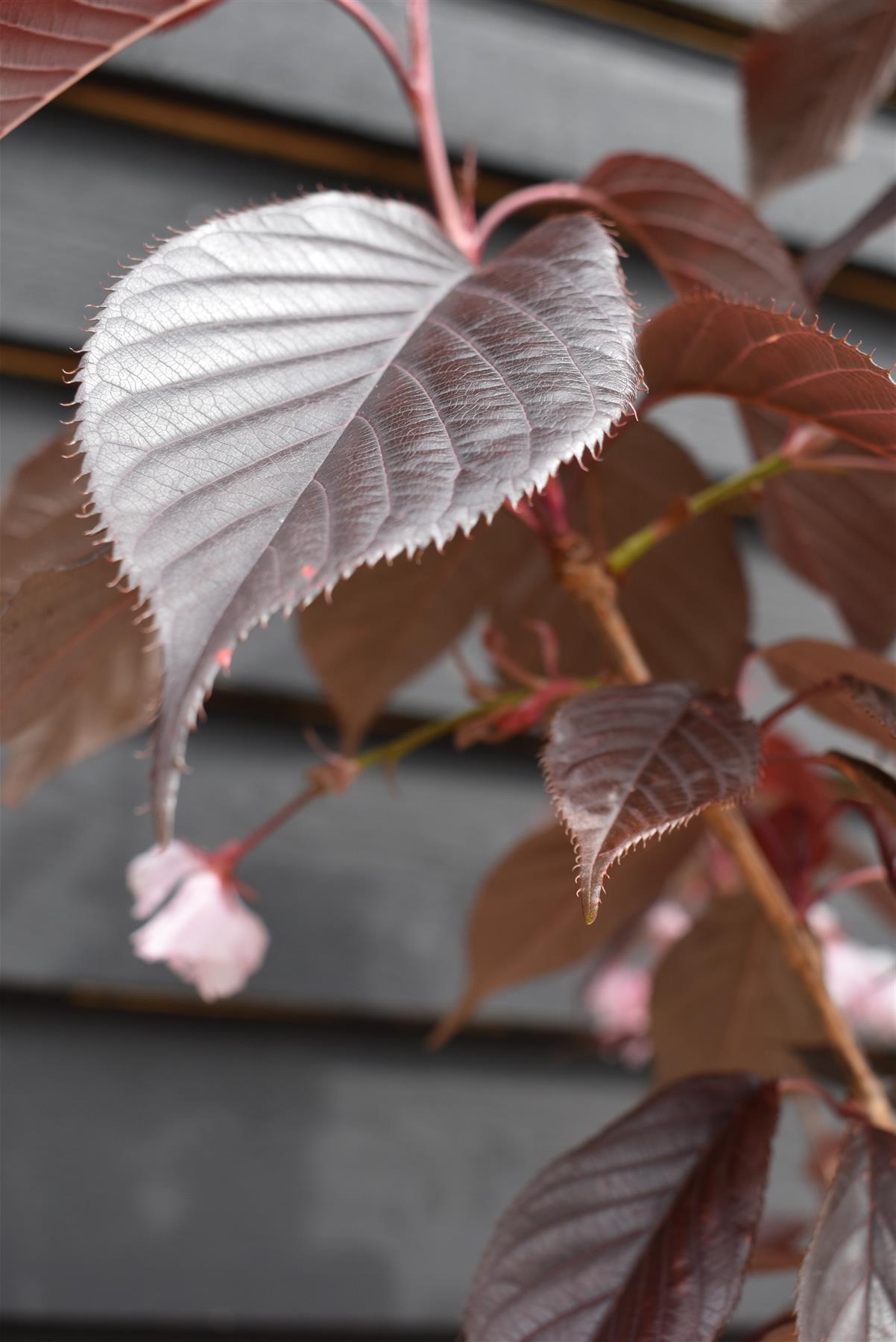 Cherry | Prunus  Royal Burgundy - 150-180cm - 12lt
