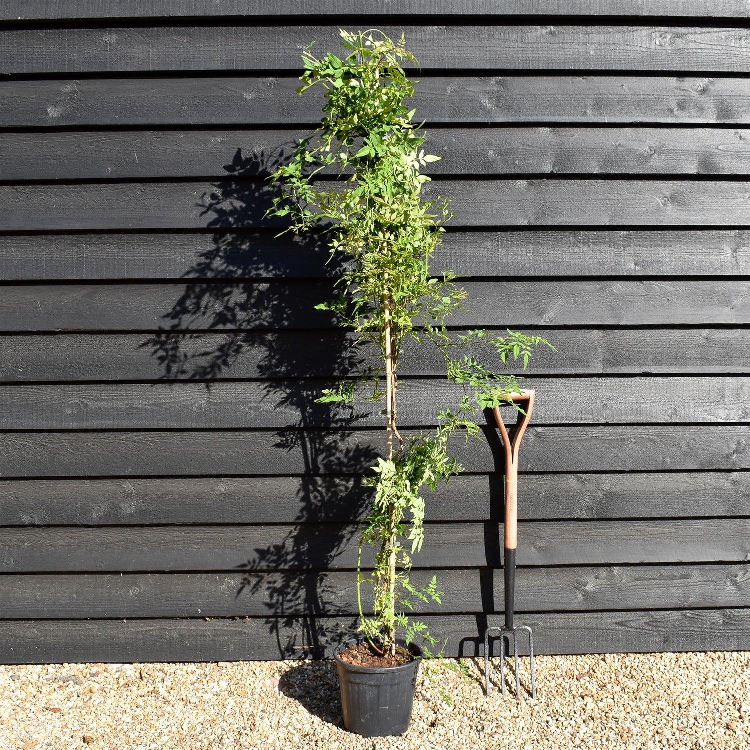 Jasminum officinale | Jasmine -  Height 90-110cm - 9lt