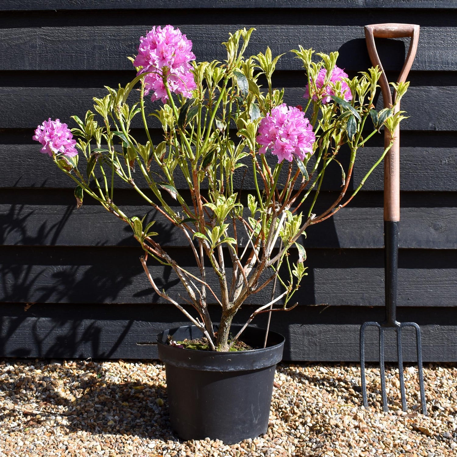 Rhododendron 'Golden Green Gift' - Shrub - Height 60-70cm - 20lt