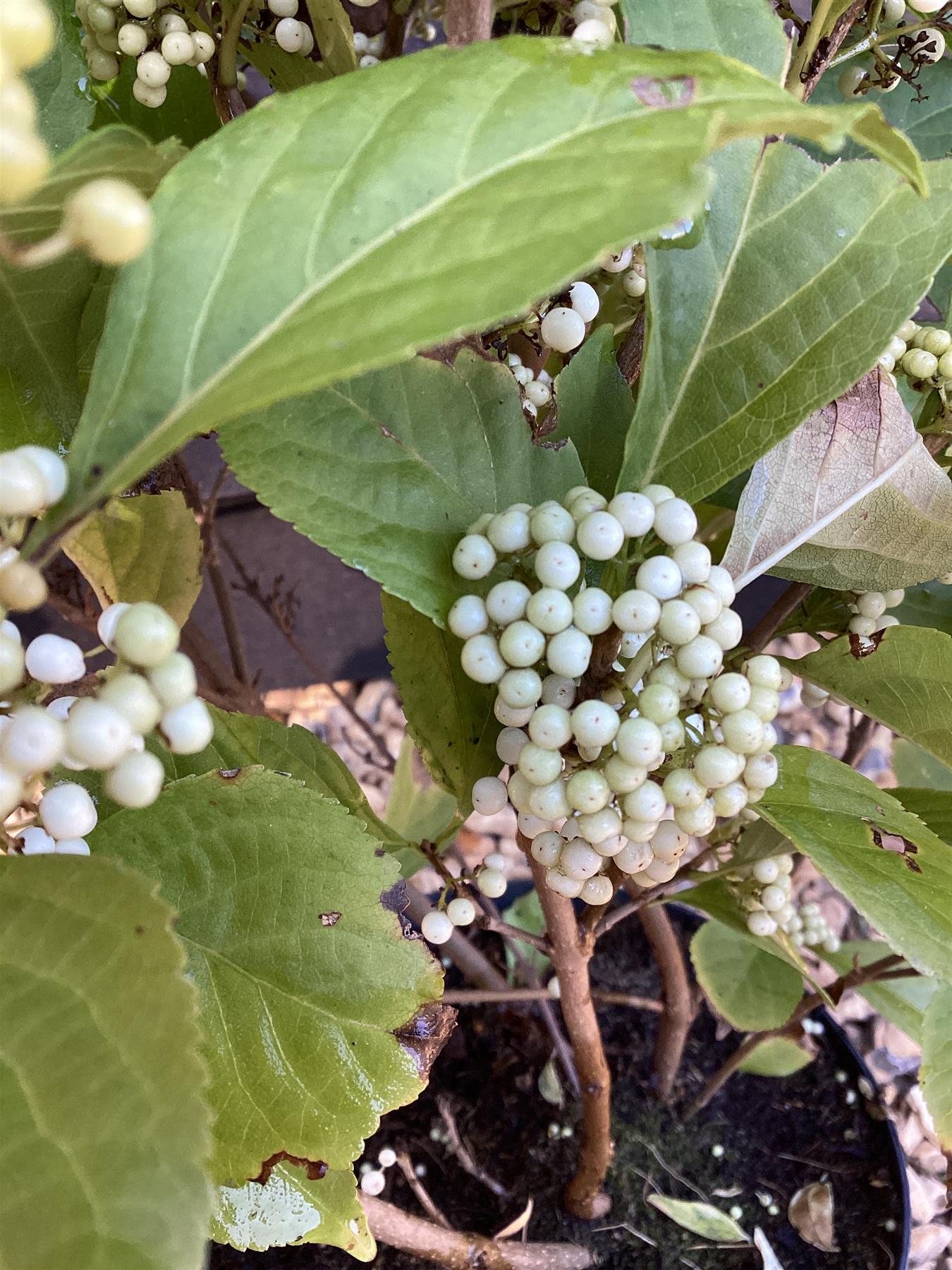 Callicarpa bodinieri 'Snowstar' | White Beauty Berry - 60-70cm, 3lt