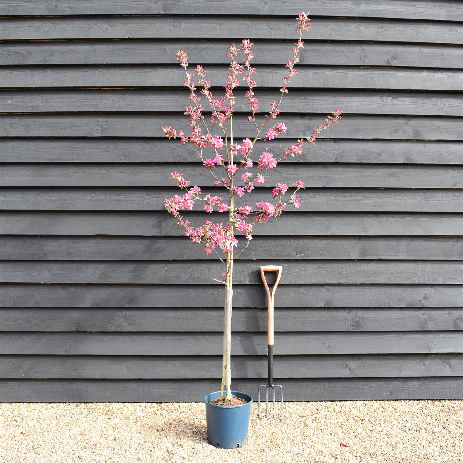 Crab apple | Malus Harry Baker - 160-180cm - 12lt