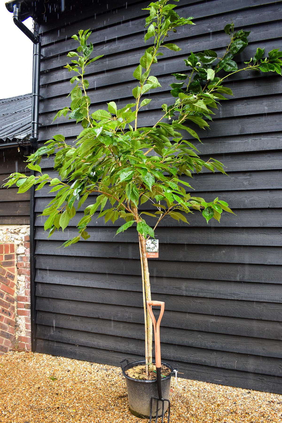 Flowering Cherry | Prunus Shirotae - Height 220-250cm - Girth 10-14cm - 35lt