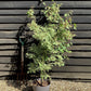 Acer palmatum 'Beni-schichi-henge' | Japanese maple 'Beni-schichi-henge' - 150-160cm - 15lt