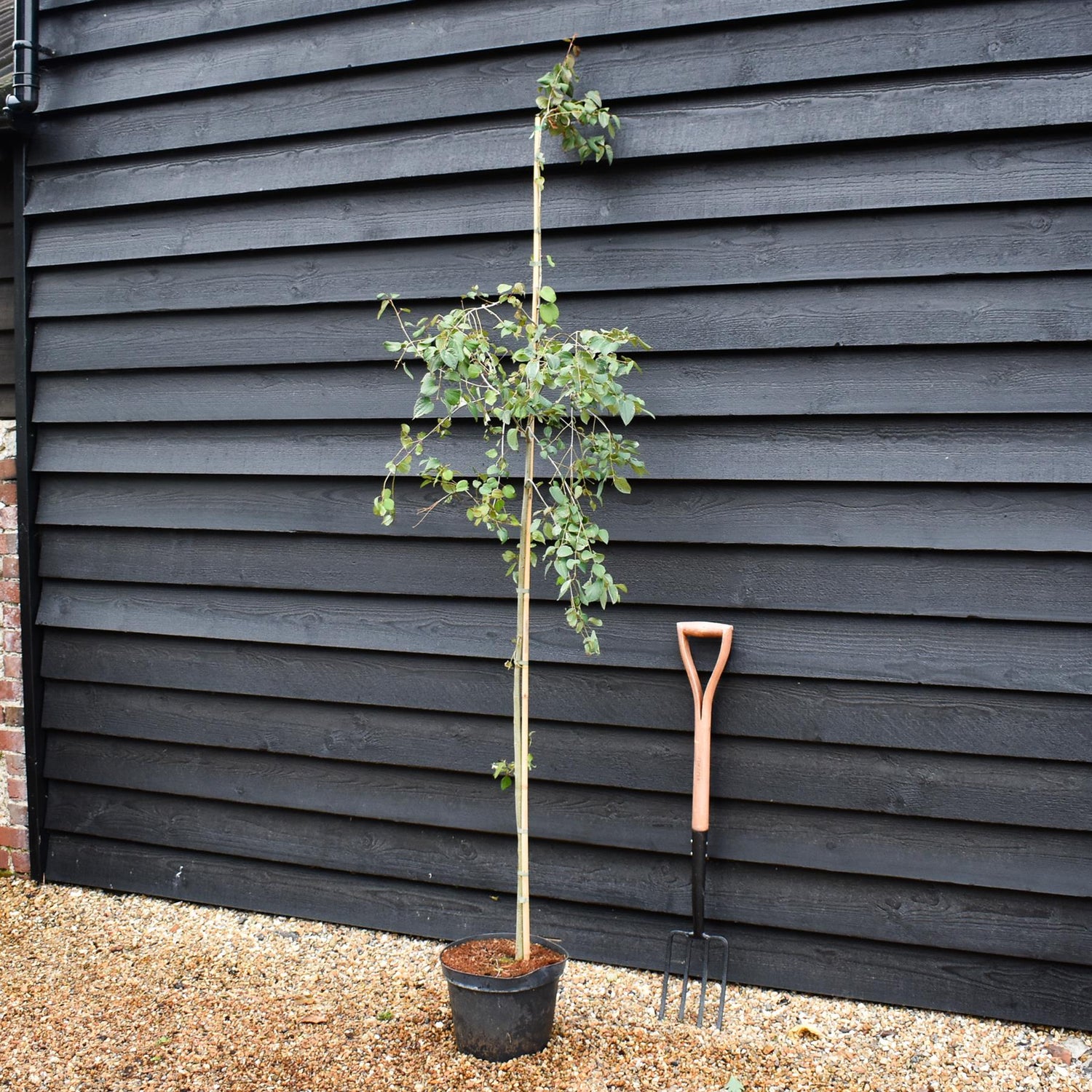Cercidiphyllum japonicum | Japanese Katsura Tree - Height 140-220cm - 20lt