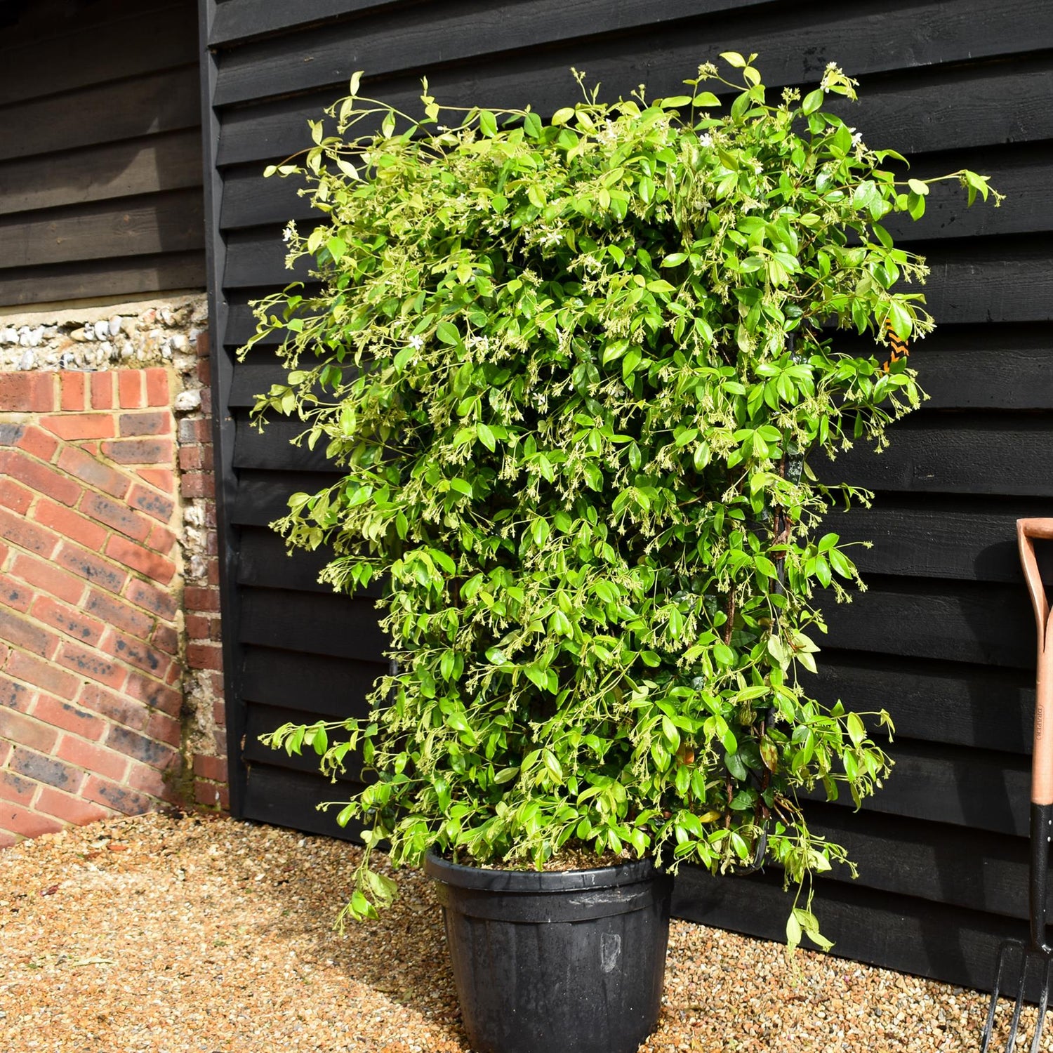 Trachelospermum jasminoides - Frame 100 x110cm - Height 130cm - 45lt