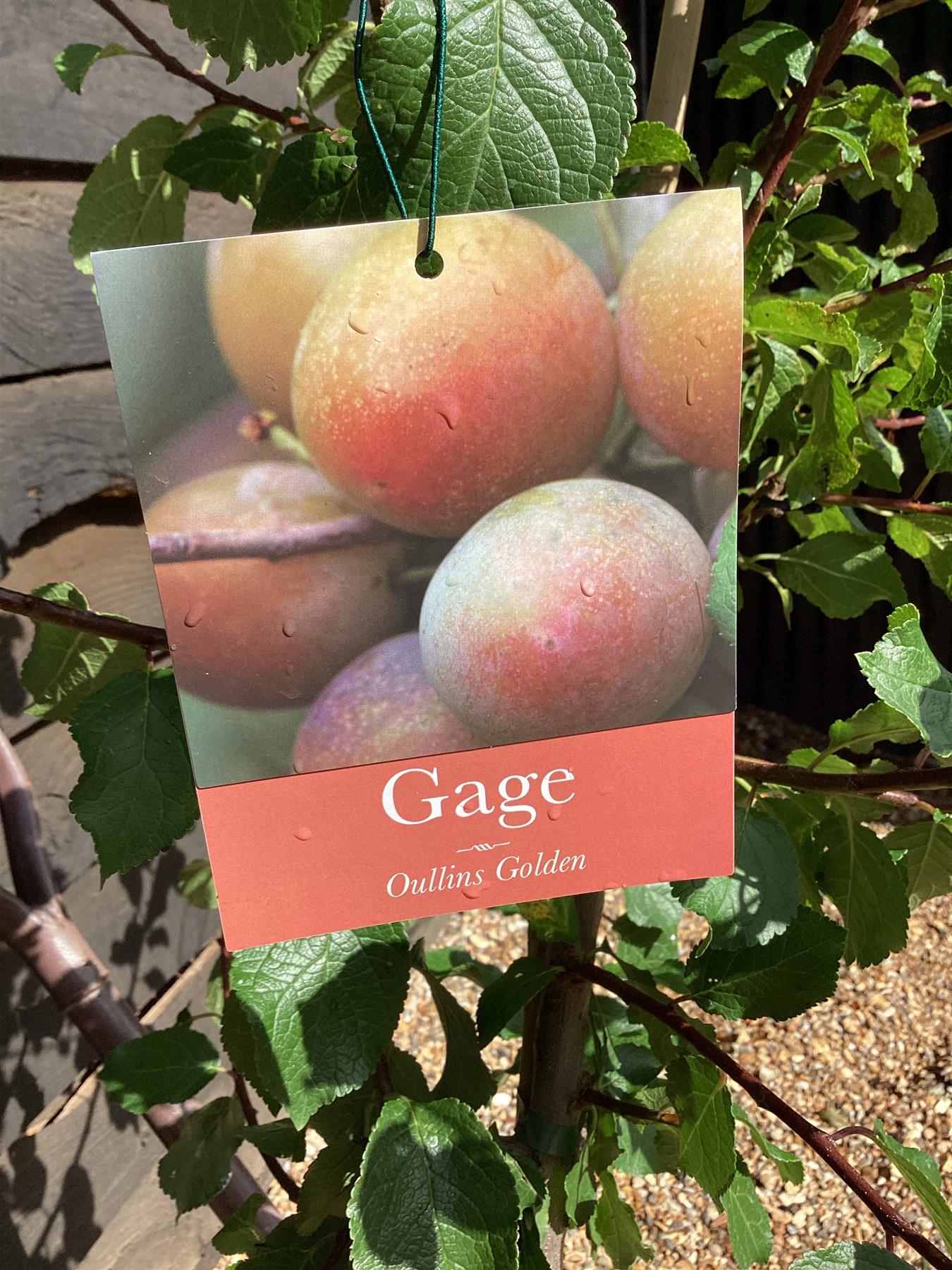 Gage 'Oullins Golden Gage' | Plum | Prunus domestica - 140-150cm - 12lt