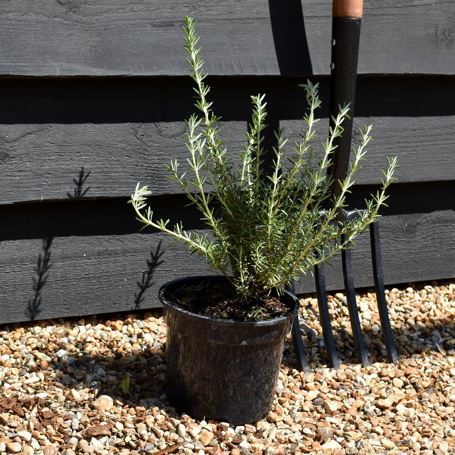 Rosmarinus 'Sissinghurst Blue' - Height 15-25cm - Bushy - 2lt