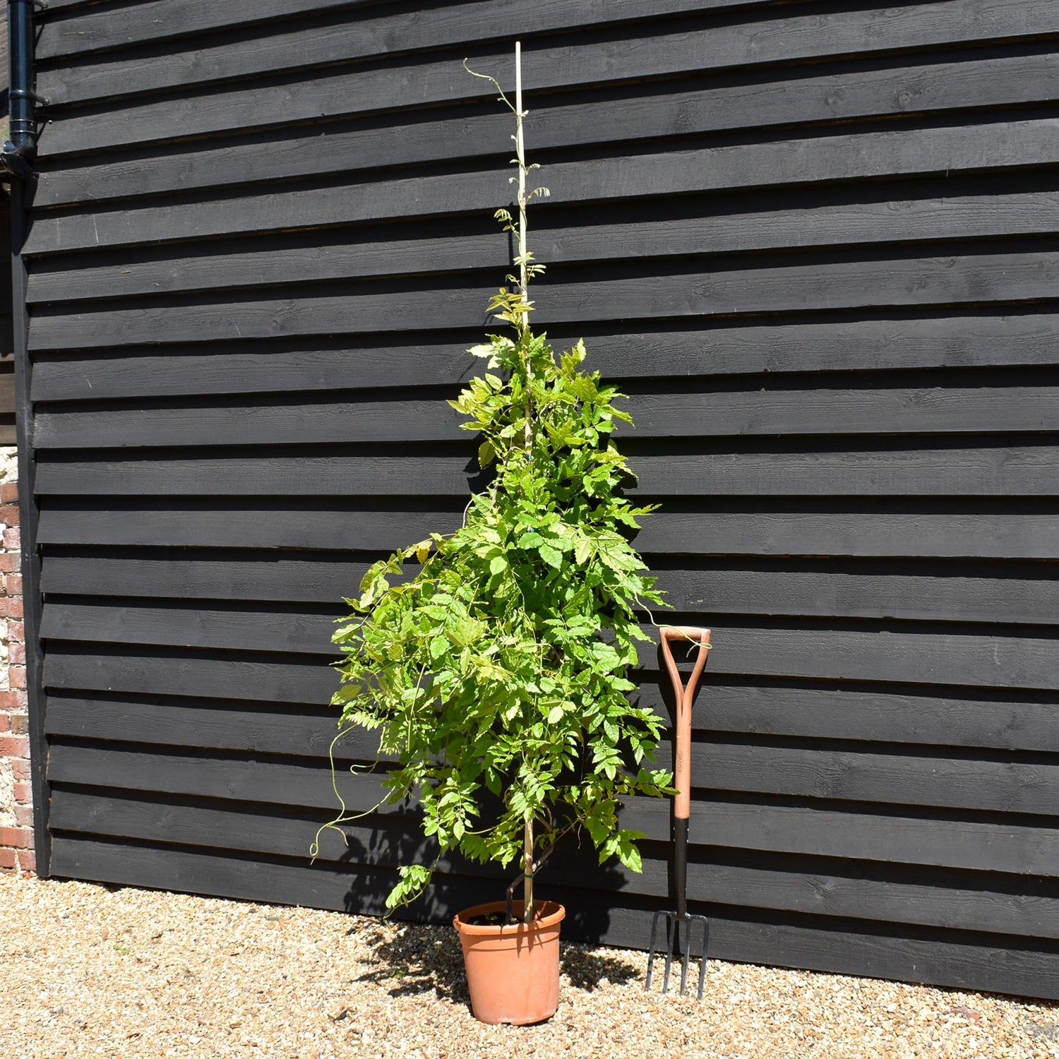 Wisteria Violacea Plena - Cane - Height 160-170cm - 12lt