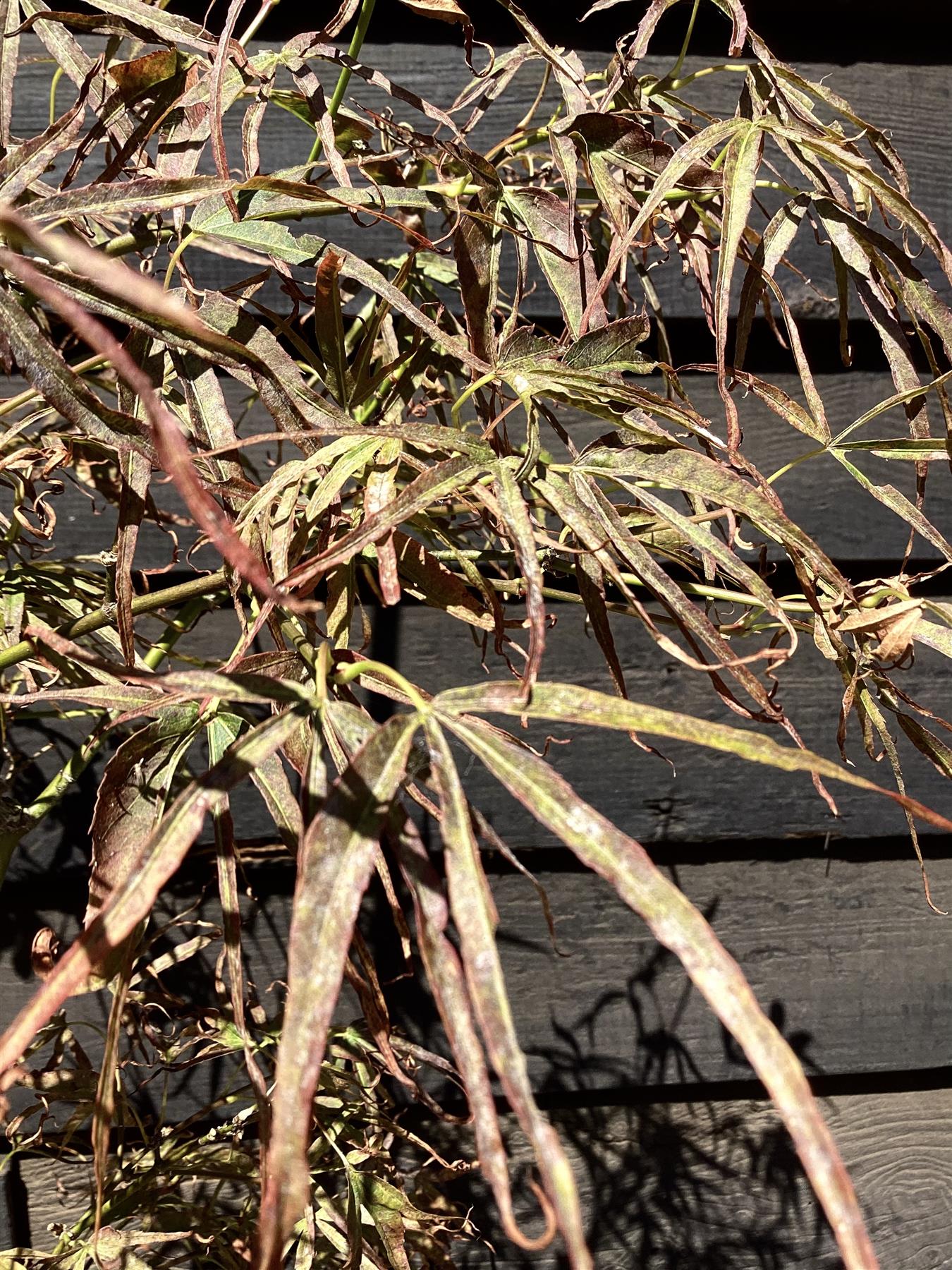 Acer palmatum 'Scolopendriifolium Atropurpureum' | Bamboo-Leaf Japanese Maple - 50-70cm, 10lt