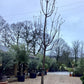 Prunus Avium | Wild Cherry Tree Girth 16cm - 375cm, 130lt
